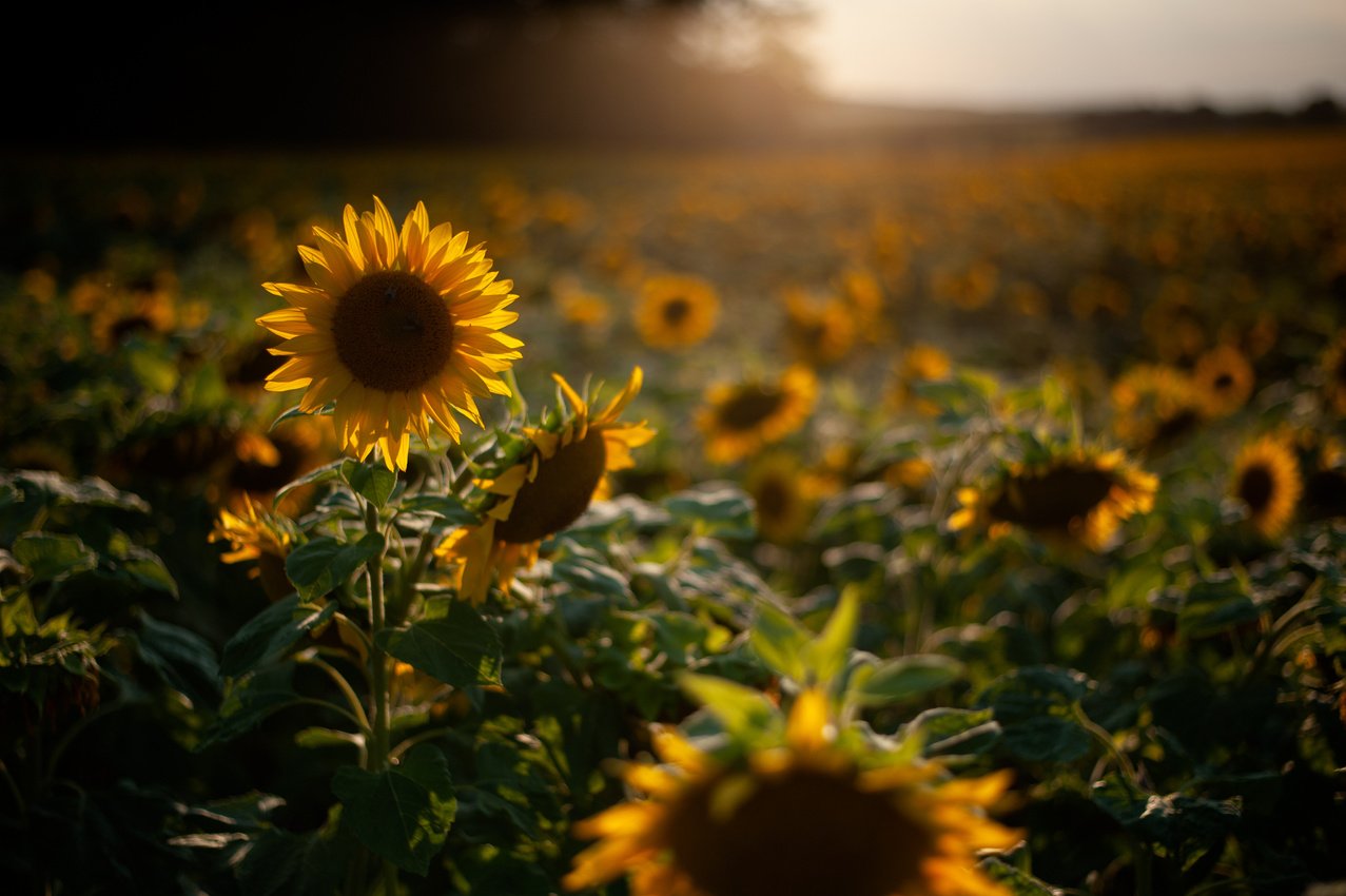 Beautiful Yellow Blooming Flowers. Suflowers in Bloom.